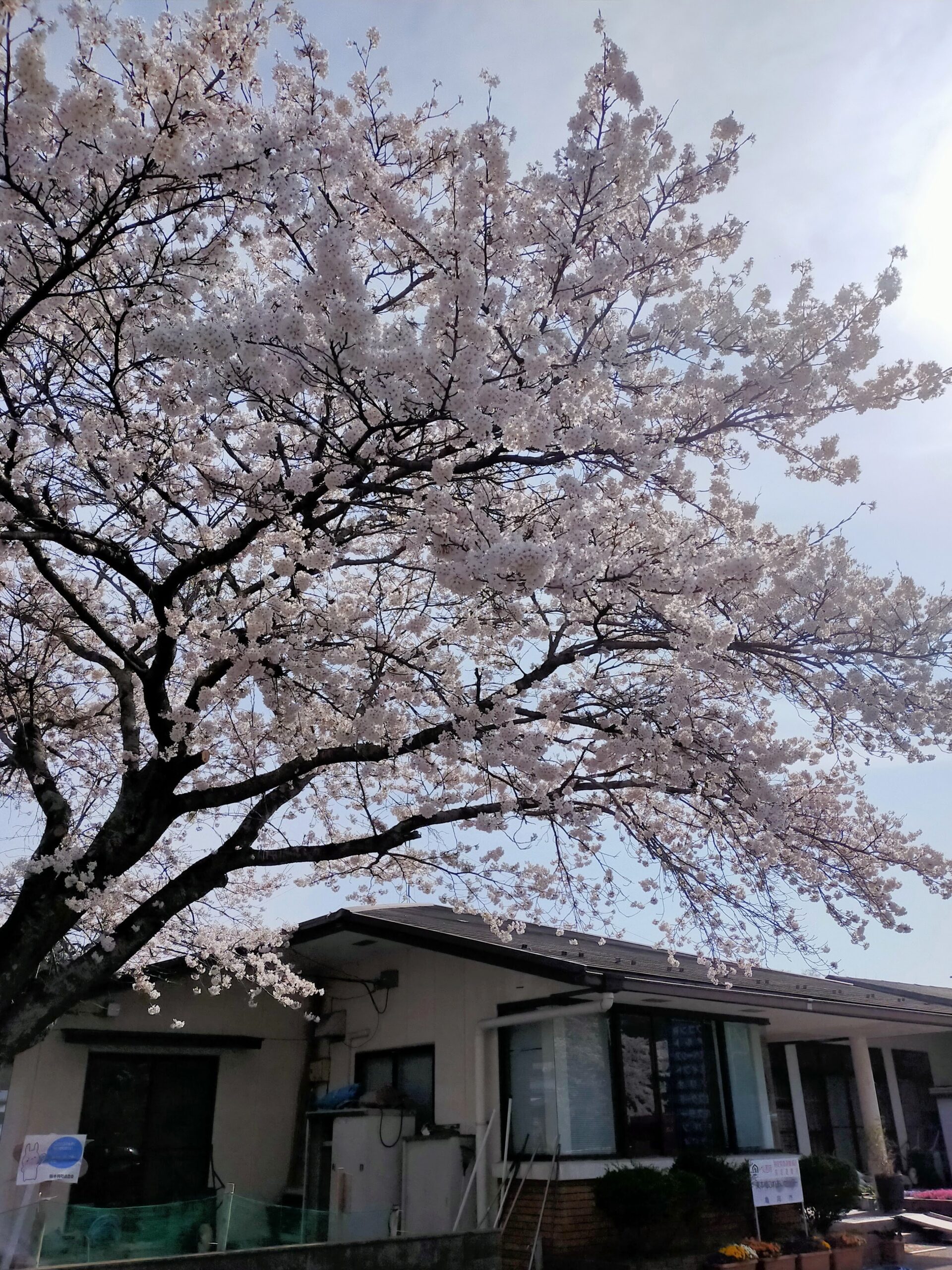 東本梅町自治会