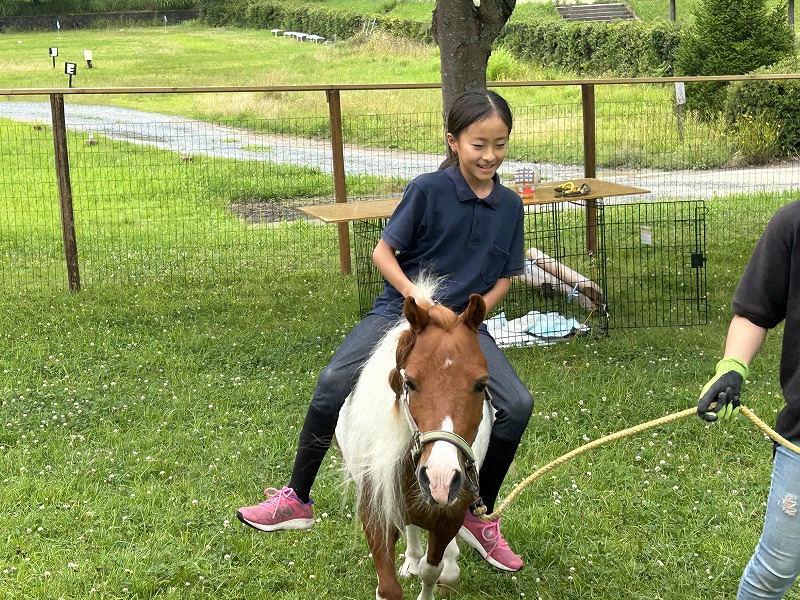 ポニーがやってくる