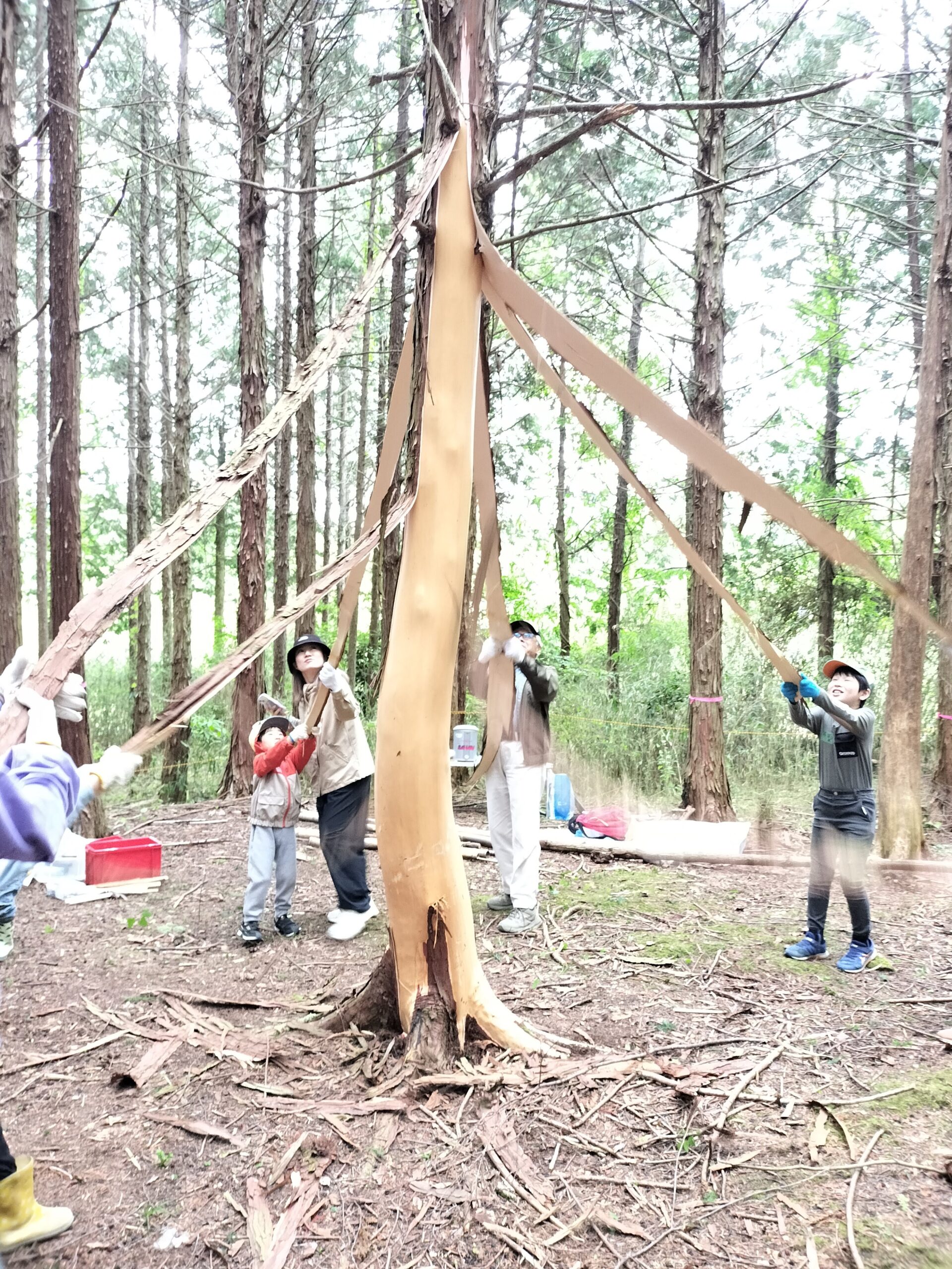 きらめ樹間伐