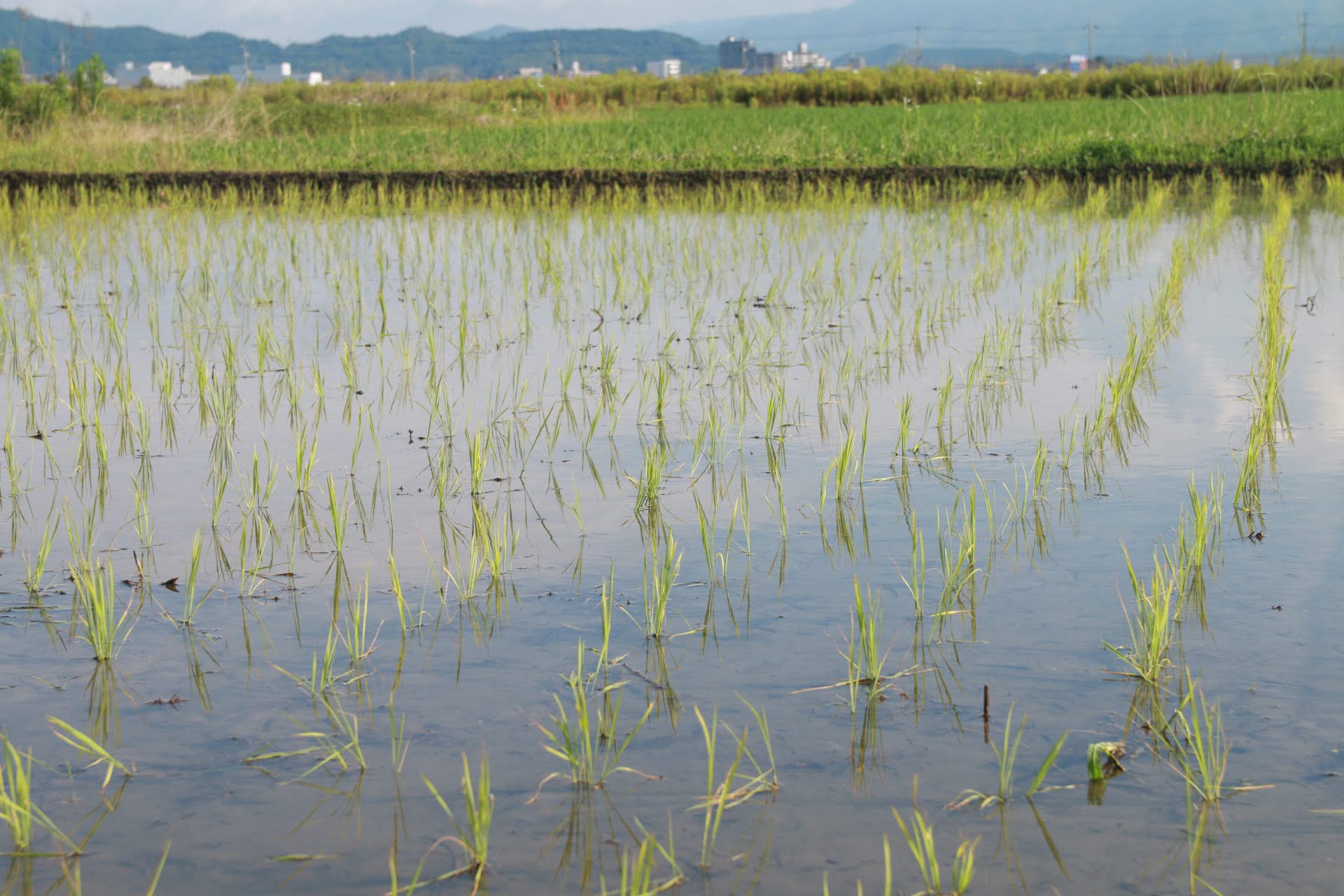 <br />
<b>Warning</b>:  Undefined variable $alt in <b>/home/xs966934/satoyama-navi.com/public_html/wp-content/themes/satoyama/index.php</b> on line <b>30</b><br />
