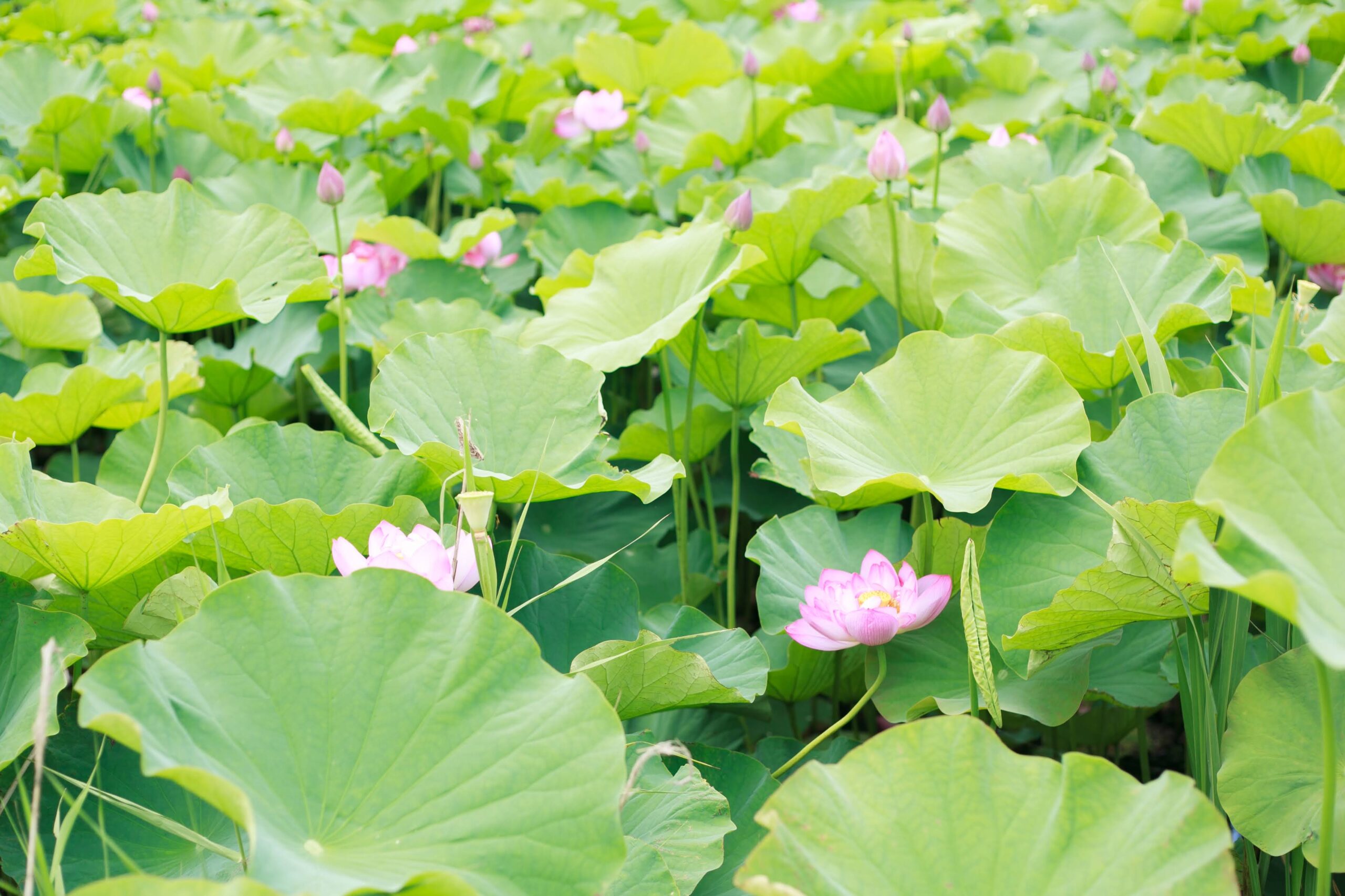 <br />
<b>Warning</b>:  Undefined variable $alt in <b>/home/xs966934/satoyama-navi.com/public_html/wp-content/themes/satoyama/index.php</b> on line <b>30</b><br />
