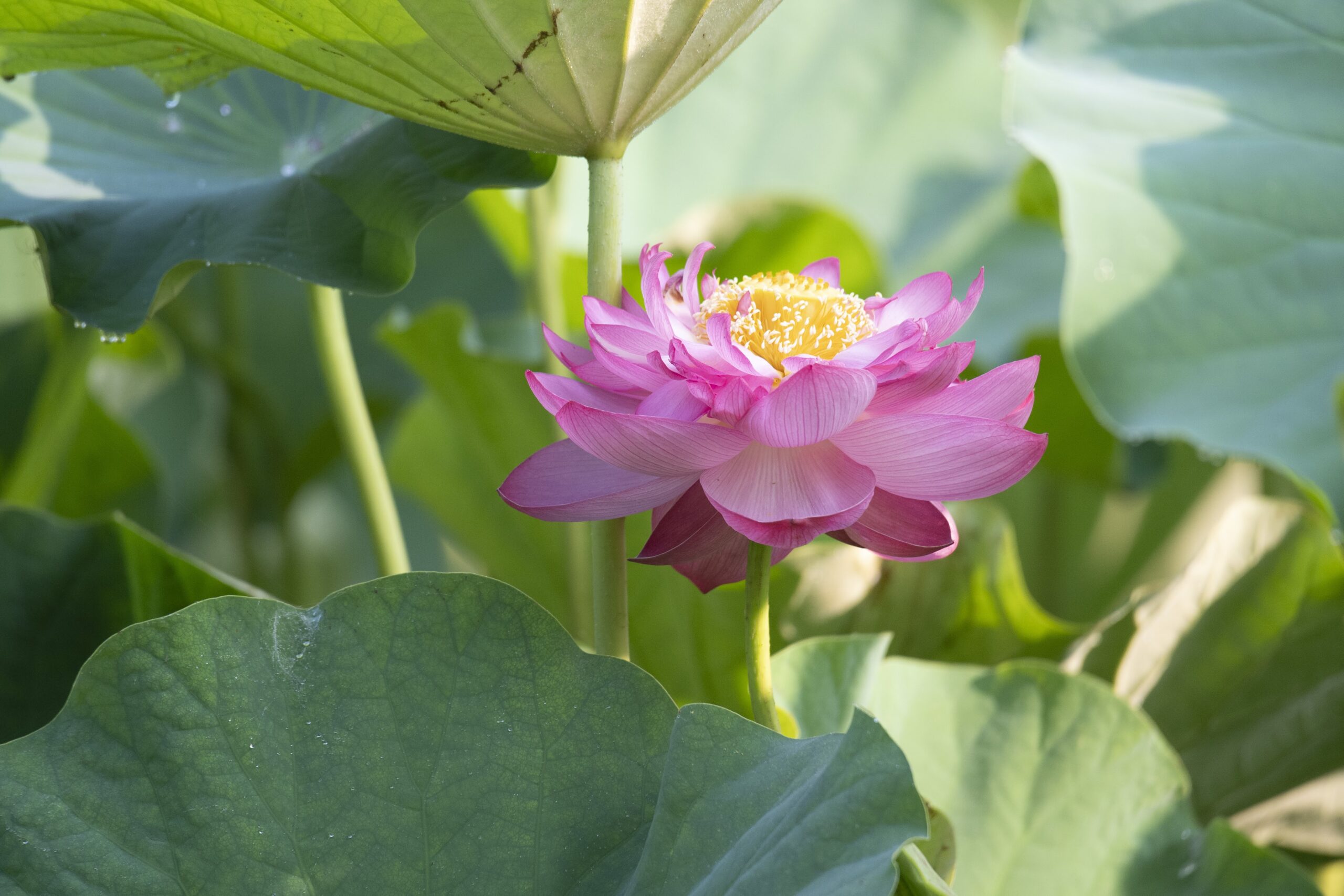 <br />
<b>Warning</b>:  Undefined variable $alt in <b>/home/xs966934/satoyama-navi.com/public_html/wp-content/themes/satoyama/index.php</b> on line <b>30</b><br />
